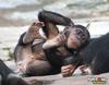 Chimp