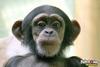 Chimp