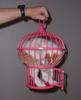 Cat Carrier