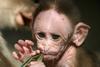 Baby Monkey
