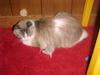 Cat and Mouse