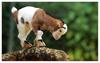 Critter -- Cute Lamb