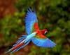 scarlet macaw