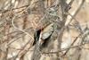 Ixos amaurotis (Brown-eared Bulbul)