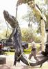 Gator