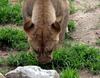 Lioness grazing grass