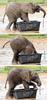 Baby elephant's short bath