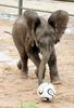 Baby elephant's soccer