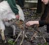 Orphaned Fawn and Goat mom, Hungary