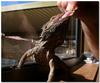 Bearded dragon
