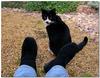 Puss'n Boots 1