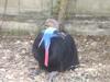 A Very Fat Bird in Thailand -- Southern cassowary AKA double-wattled cassowary (Casuarius casuar...