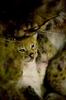 Eurasian lynx cub
