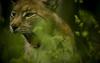 Yawning lynx