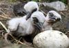 White stork chicks