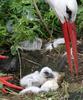 White stork chicks
