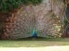 My Indian Peacock - blue peafowl (Pavo cristatus)