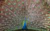 My Indian Peacock - blue peafowl (Pavo cristatus)