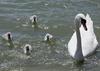 Mute swan and cygnets