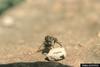 Robber Fly (Asilidae)