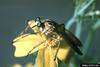 Robber Fly (Asilidae)