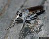 Robber Fly (Asilidae)