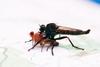 Robber Fly (Asilidae)