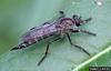 Robber Fly (Asilidae)