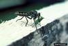 Robber Fly (Asilidae)