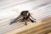 Robber Fly (Asilidae)