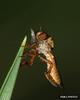 Robber Fly (Holcocephala fusca)