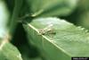 Robber Fly (Leptogaster flavipes)