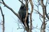 Corvus macrorhynchos (Jungle Crow)