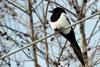 Pica pica (Black-billed Magpie)