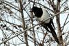 Pica pica (Black-billed Magpie)