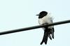 Pica pica (Black-billed Magpie)