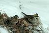 Emberiza elegans (Yellow -throated Bunting)