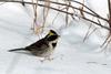 Emberiza elegans (Yellow -throated Bunting)