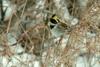 Emberiza elegans (Yellow -throated Bunting)