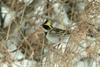 Emberiza elegans (Yellow -throated Bunting)