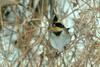 Emberiza elegans (Yellow -throated Bunting)