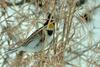 Emberiza elegans (Yellow -throated Bunting)