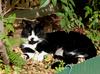 cat sunning 1