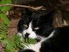 cat sunning 2
