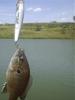 Catch of the day... bluegill