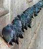 Pigeons