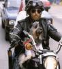 Cool dog