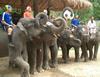 Soccer elephants