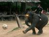 Soccer elephant