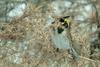 Emberiza elegans (Yellow -throated Bunting)